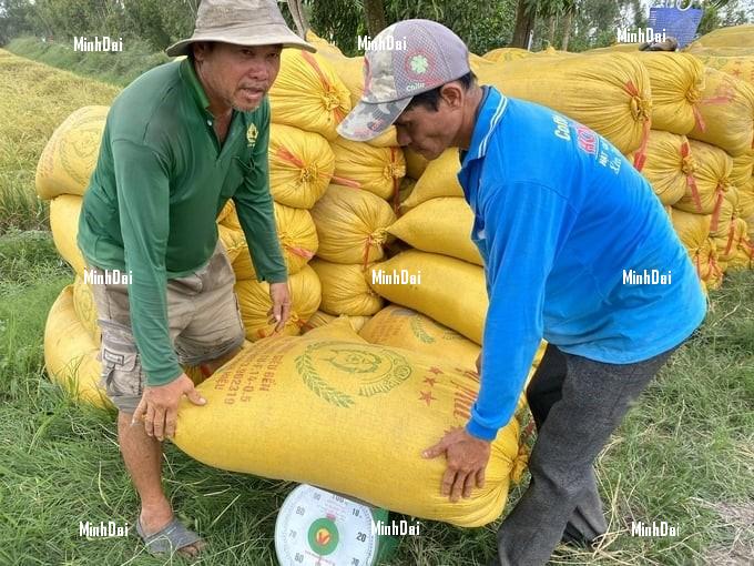 'Opening-field' autumn-winter rice had a good harvest, with profits doubling last year 'Opening-field' autumn-winter rice had a good harvest, with profits doubling last year