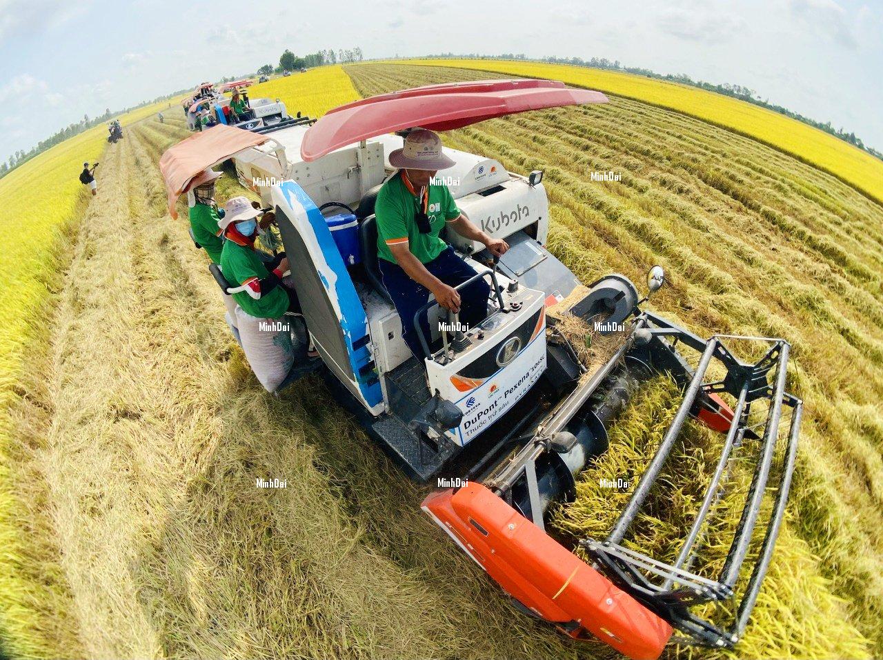 Dwindling rice supply source and high year-end export prices