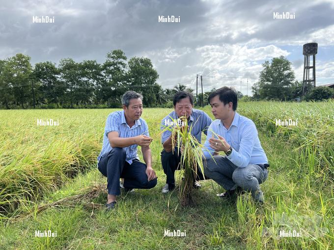 Rice price fever and a fruitful harvest for agricultural production chains