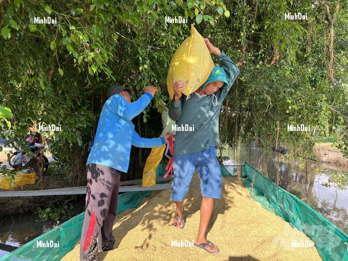 Rice price fever and a fruitful harvest for agricultural production chains