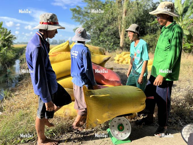 Rice price fever and a fruitful harvest for agricultural production chains
