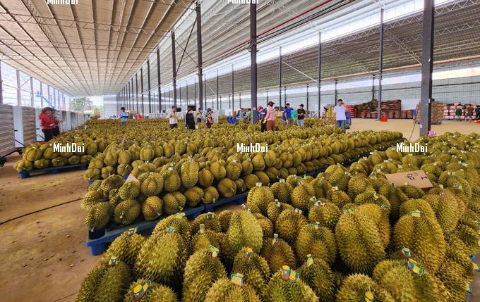 Overpriced durians caused heavy losses for exporting businesses