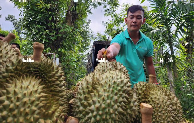 Overpriced durians caused heavy losses for exporting businesses