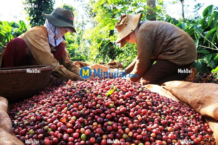 Vietnam's coffee sector concludes the crop season with new records