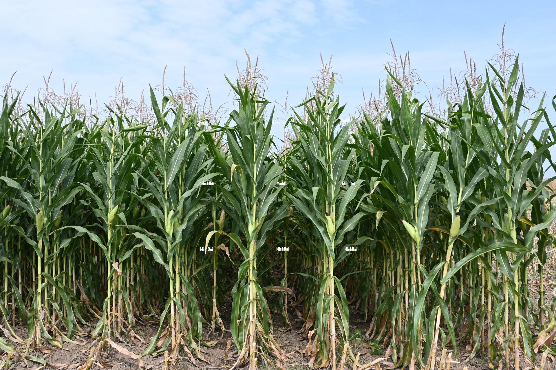FAO food price index unchanged in September