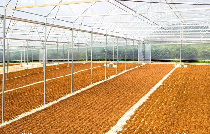 Vietnam's coffee sector concludes the crop season with new records Vietnam's coffee sector concludes the crop season with new records