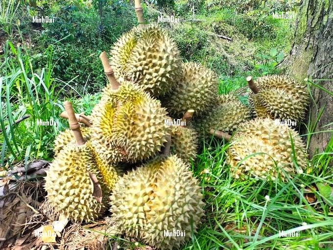 Durian price fever, strict management of harvest in growing areas Durian price fever, strict management of harvest in growing areas