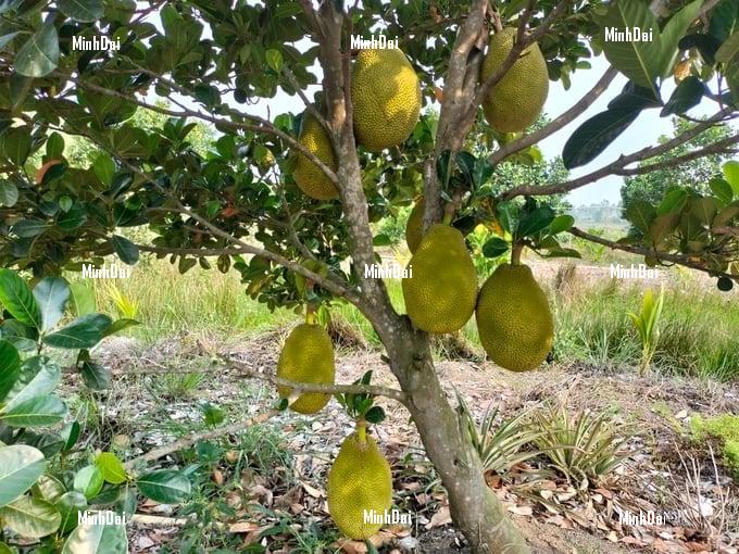 The price of red-fleshed jackfruit set a record, worth millions of dongs per fruit