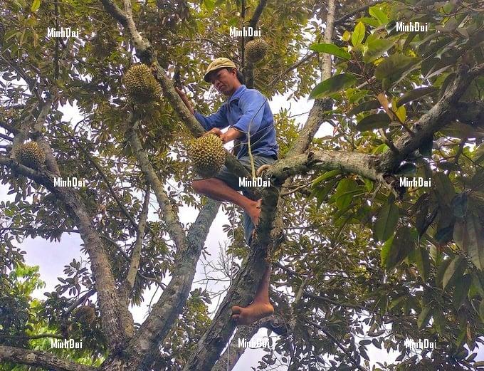 Durian price fever, strict management of harvest in growing areas Durian price fever, strict management of harvest in growing areas