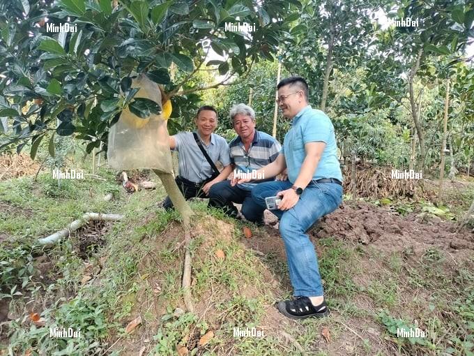 The price of red-fleshed jackfruit set a record, worth millions of dongs per fruit The price of red-fleshed jackfruit set a record, worth millions of dongs per fruit