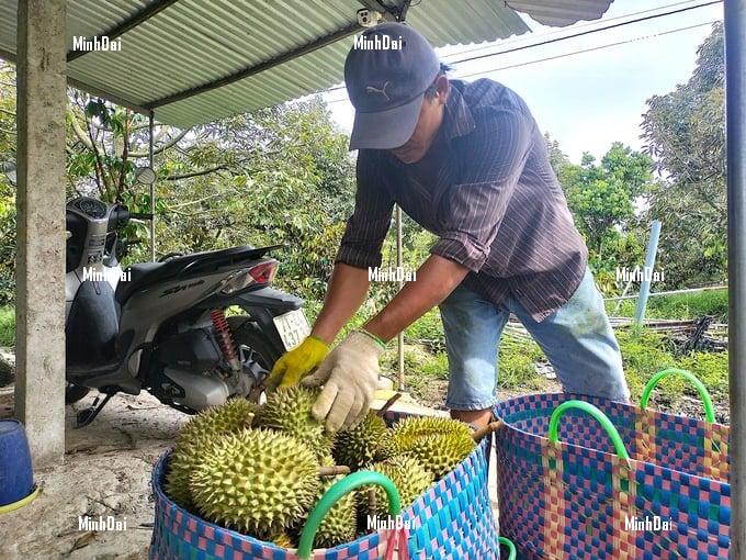Durian price fever, strict management of harvest in growing areas Durian price fever, strict management of harvest in growing areas