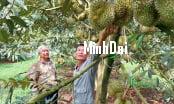 Durian price fever, strict management of harvest in growing areas Durian price fever, strict management of harvest in growing areas