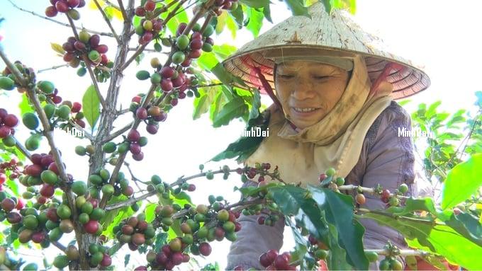 Quang Tri enters coffee harvest season with high opening price Quang Tri enters coffee harvest season with high opening price