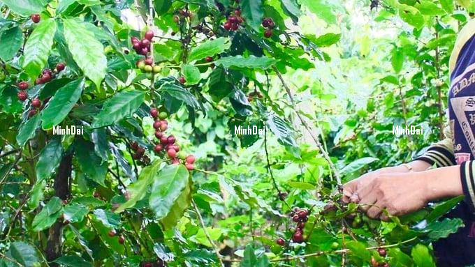Coffee price on 11/6/2023: Highest price reaching VND 58,200/kg Coffee price on 11/6/2023: Highest price reaching VND 58,200/kg