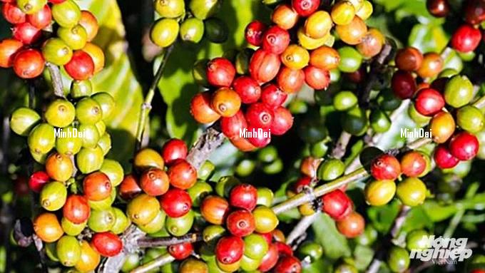 Coffee prices on 11/1/2023: Market price increased sharply