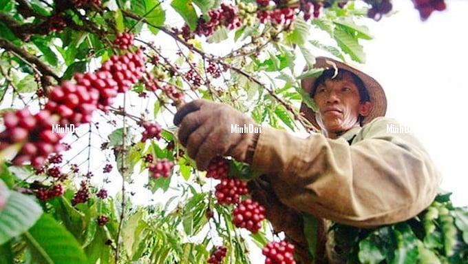 Coffee price on 11/20/2023: Approaching VND 59,000/kg Coffee price on 11/20/2023: Approaching VND 59,000/kg