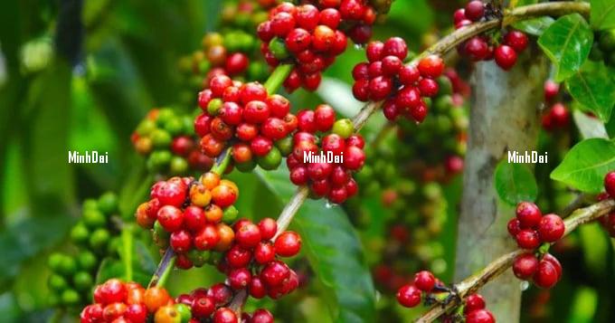 Coffee prices on 11/21/2023: Price fluctuates oppositely Coffee prices on 11/21/2023: Price fluctuates oppositely
