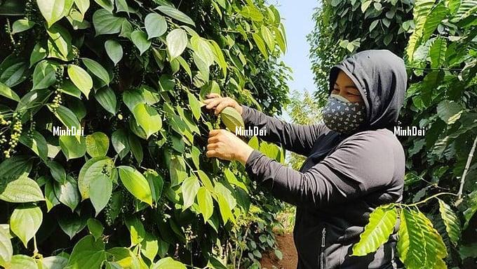 Pepper prices on 11/23/2023: exports prices increased sharply Pepper prices on 11/23/2023: exports prices increased sharply