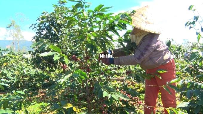 Quang Tri enters coffee harvest season with high opening price Quang Tri enters coffee harvest season with high opening price