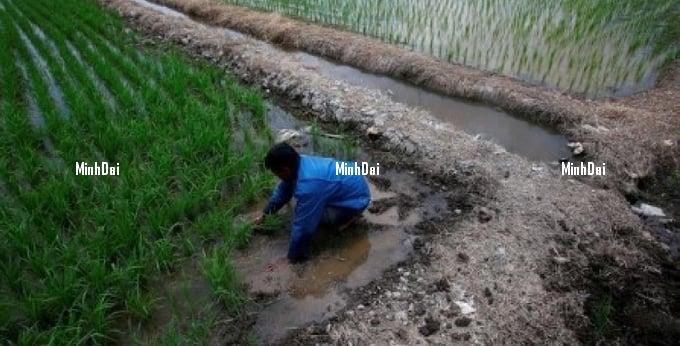 Malaysia's price controls keep rice production low, exacerbating shortages