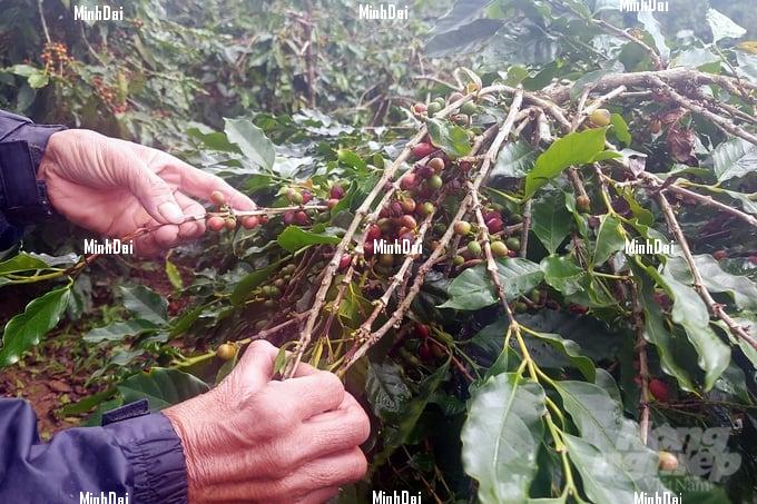 Struggling times as coffee prices plummet Struggling times as coffee prices plummet