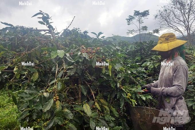 Struggling times as coffee prices plummet Struggling times as coffee prices plummet