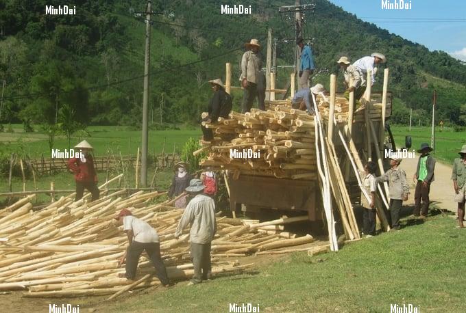 Wood industry rebounds: Prices surge for cultivated timber Wood industry rebounds: Prices surge for cultivated timber