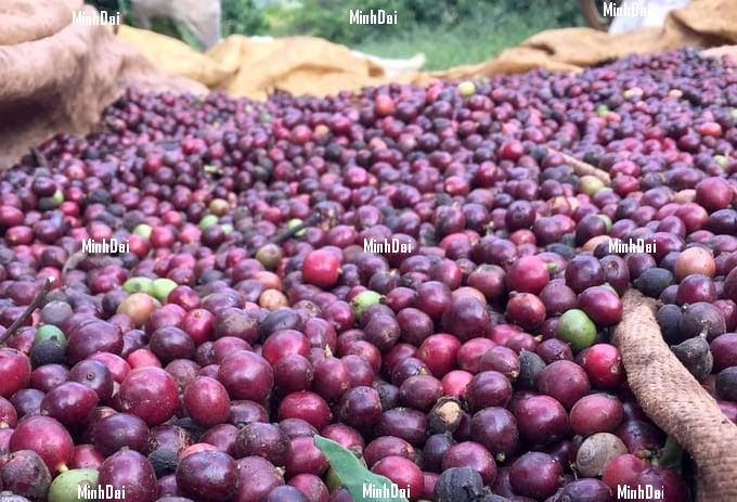 Vietnam's coffee prices has the potential to be highest in the world in 2024