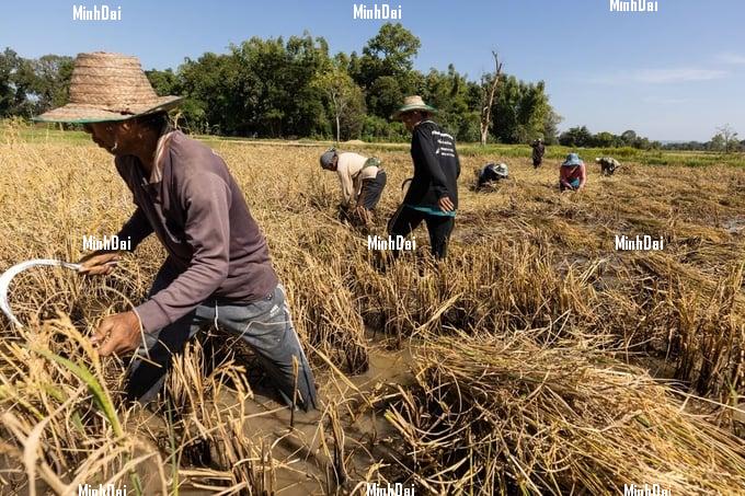 Rice prices in Asia poised to stay elevated on tight market