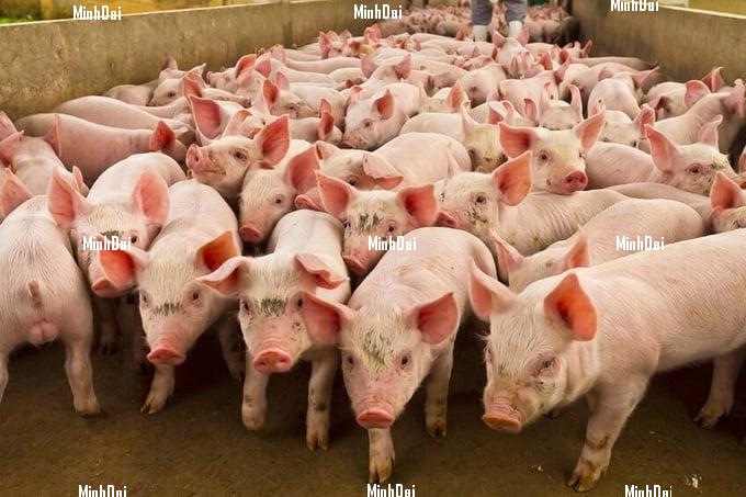 US pig sector into action to drive prices up