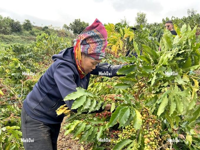 Vietnamese arabica coffee prices reach an all-time high