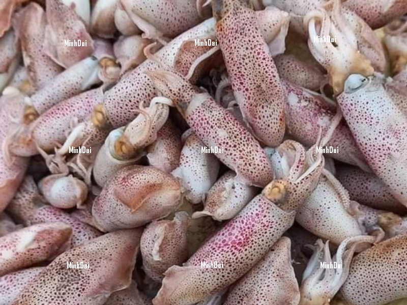 Khách hàng Senegal có nhu cầu nhập khẩu dầu hướng dương.