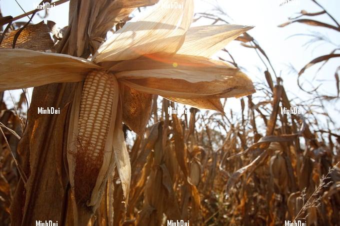 FAO Food Price Index down again in January led by lower wheat and maize prices FAO Food Price Index down again in January led by lower wheat and maize prices