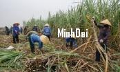 Recover position for sugarcane: Living well thanks to sugarcane production without discarding anything Recover position for sugarcane: Living well thanks to sugarcane production without discarding anything