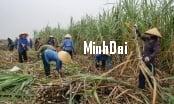 Recover position for sugarcane: For Phu Quy farmers, sugarcane is No.1 Recover position for sugarcane: For Phu Quy farmers, sugarcane is No.1