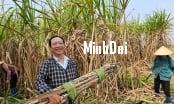 Recover position for sugarcane: For Phu Quy farmers, sugarcane is No.1 Recover position for sugarcane: For Phu Quy farmers, sugarcane is No.1
