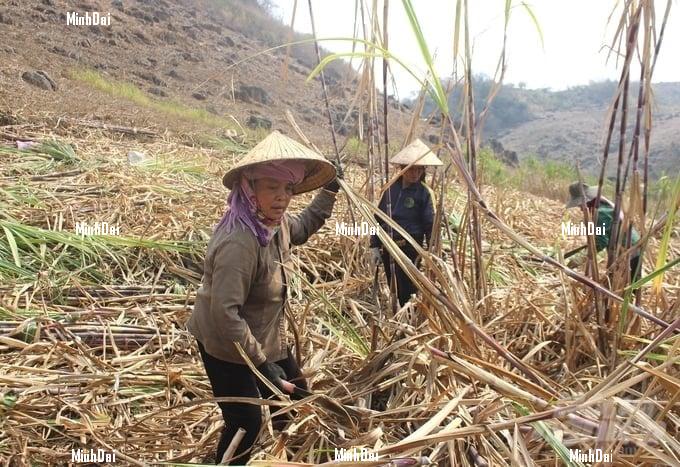 Recover position for sugarcane: Living well thanks to sugarcane production without discarding anything