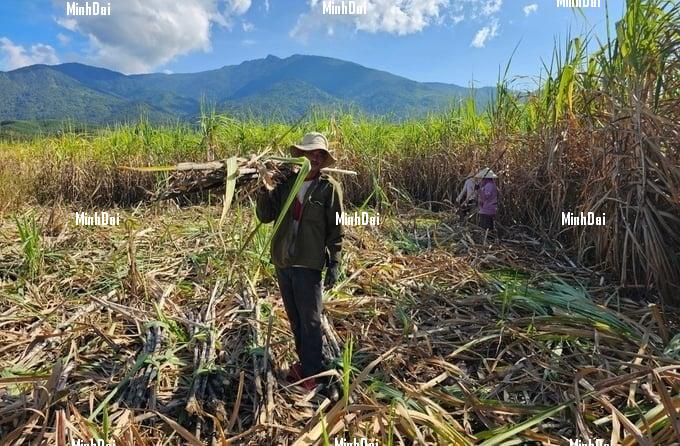 Recover position for sugarcane: High prices, farmers are still not happy