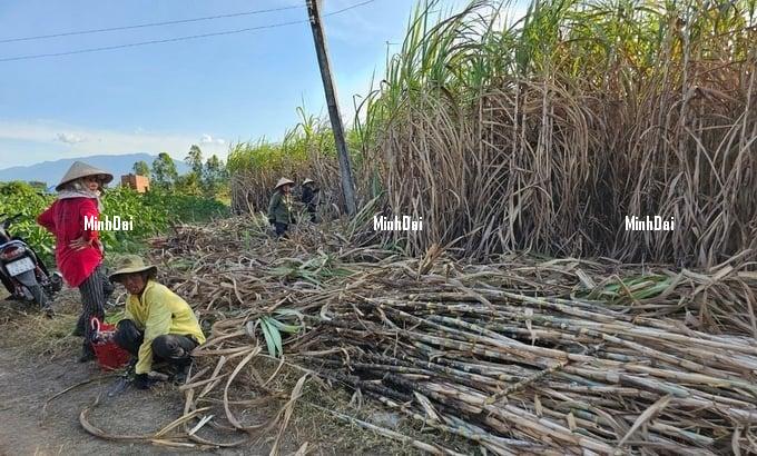 Recover position for sugarcane: Farmers increasingly turn away