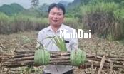 Recover position for sugarcane: '4 transformations' in sugarcane production Recover position for sugarcane: '4 transformations' in sugarcane production