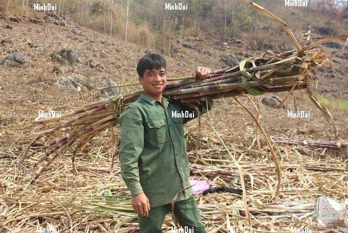 Recover position for sugarcane: Living well thanks to sugarcane production without discarding anything Recover position for sugarcane: Living well thanks to sugarcane production without discarding anything
