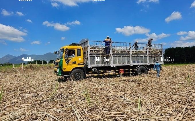 Recover position for sugarcane: High prices, farmers are still not happy Recover position for sugarcane: High prices, farmers are still not happy