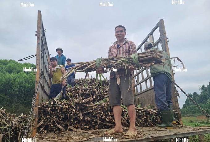 Recover position for sugarcane: For Phu Quy farmers, sugarcane is No.1 Recover position for sugarcane: For Phu Quy farmers, sugarcane is No.1