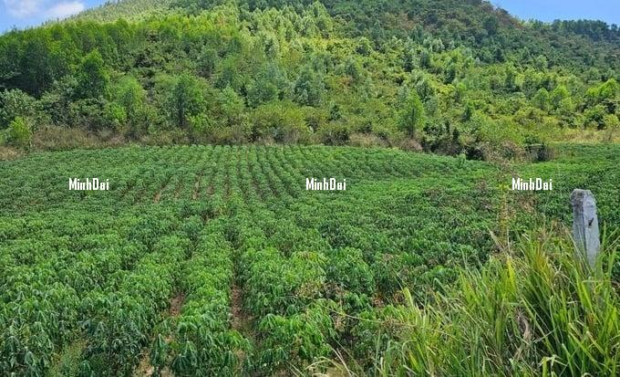 Recover position for sugarcane: Farmers increasingly turn away Recover position for sugarcane: Farmers increasingly turn away