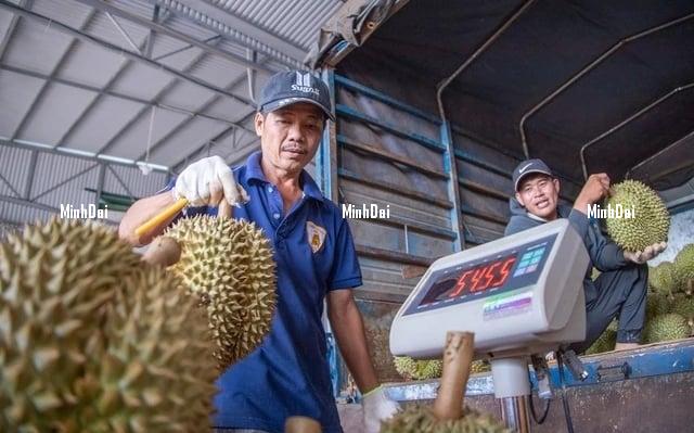 Durian prices increase sharply, quality control warnings