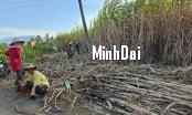 Recover position for sugarcane: '4 transformations' in sugarcane production Recover position for sugarcane: '4 transformations' in sugarcane production