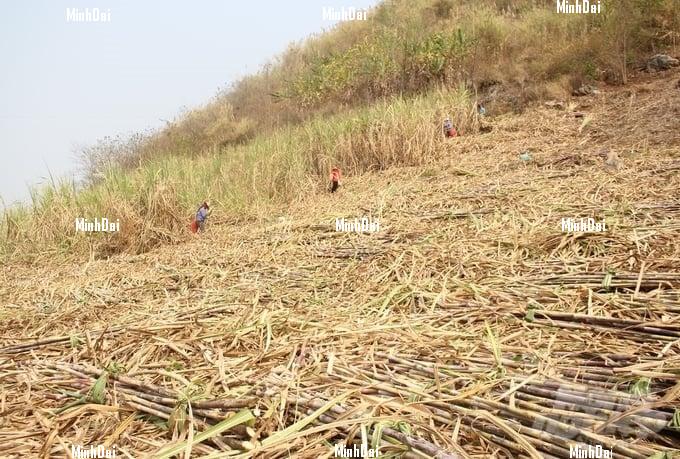 Recover position for sugarcane: Living well thanks to sugarcane production without discarding anything Recover position for sugarcane: Living well thanks to sugarcane production without discarding anything