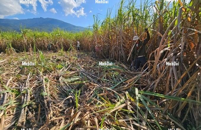 Recover position for sugarcane: High prices, farmers are still not happy Recover position for sugarcane: High prices, farmers are still not happy