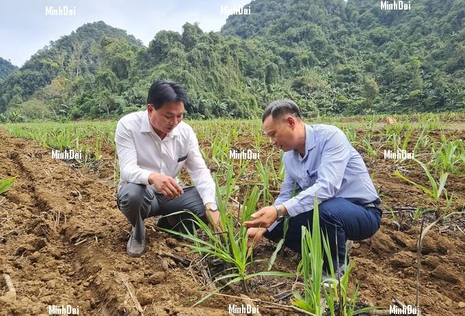 Recover position for sugarcane: For Phu Quy farmers, sugarcane is No.1 Recover position for sugarcane: For Phu Quy farmers, sugarcane is No.1