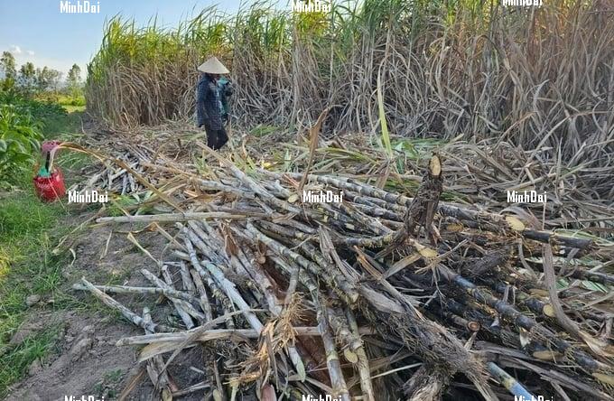 Recover position for sugarcane: High prices, farmers are still not happy Recover position for sugarcane: High prices, farmers are still not happy